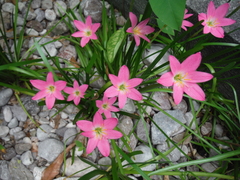 Zephyranthes rosea