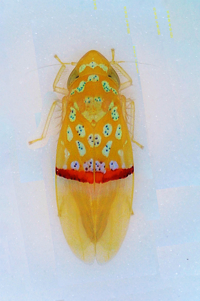 Hyloidea