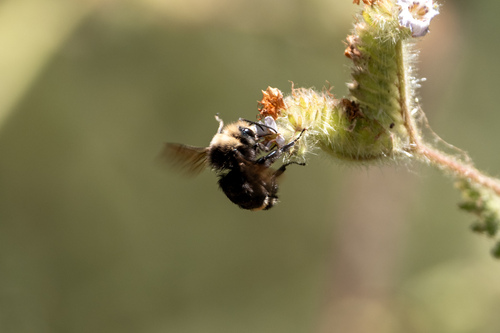 iNaturalist observation photo of Yellow-faced Bumble Bee