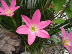 Zephyranthes rosea