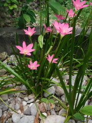 Zephyranthes rosea