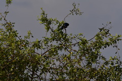 Lamprotornis chalybaeus