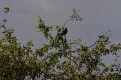 Lamprotornis chalybaeus