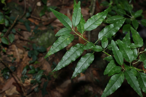 Monococcus echinophorus (Monococcus echinophorus)