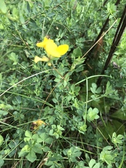 Lotus corniculatus