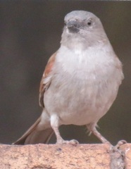 Southern Grey-Headed Sparrow photo 6