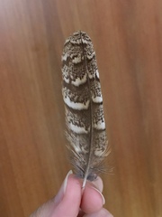 Otus scops