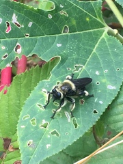 Laphria affinis
