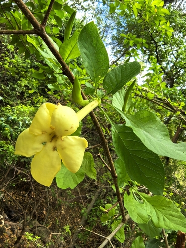 Randia echinocarpa, photograph 6
