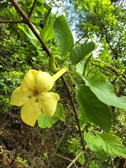 Randia echinocarpa, photograph author not stated, no rights reserved