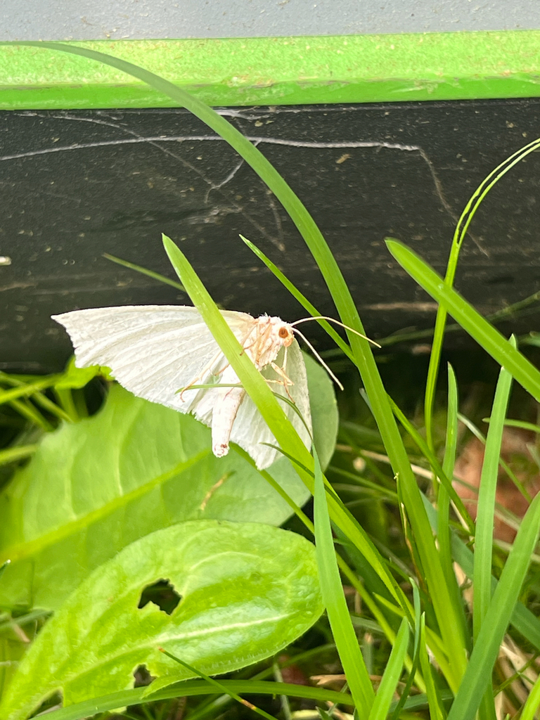 White Slant-line