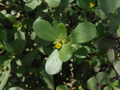 Portulaca oleracea