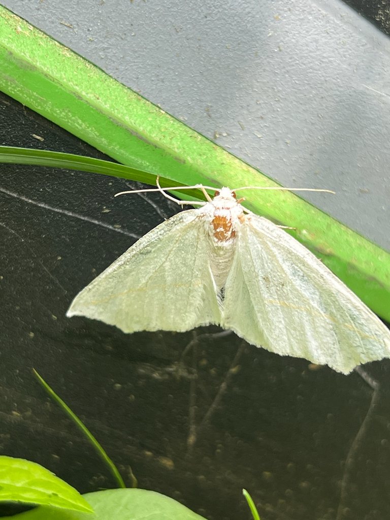 White Slant-line