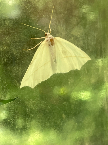 White Slant-line