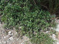 Portulaca oleracea