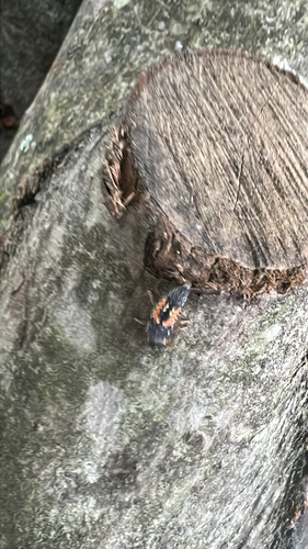 Asian Lady Beetle