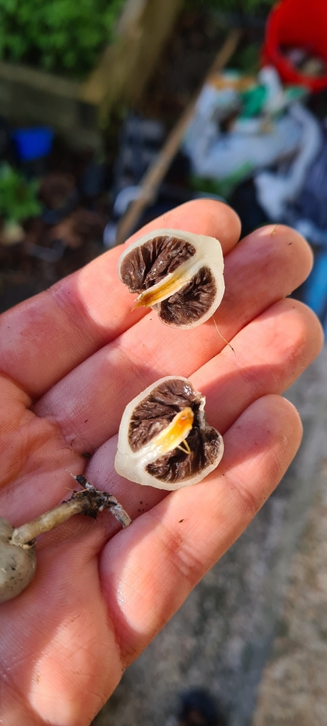 Psilocybe weraroa · June 2025 · photo: © chrystal1914 (iNaturalist, cc-by)