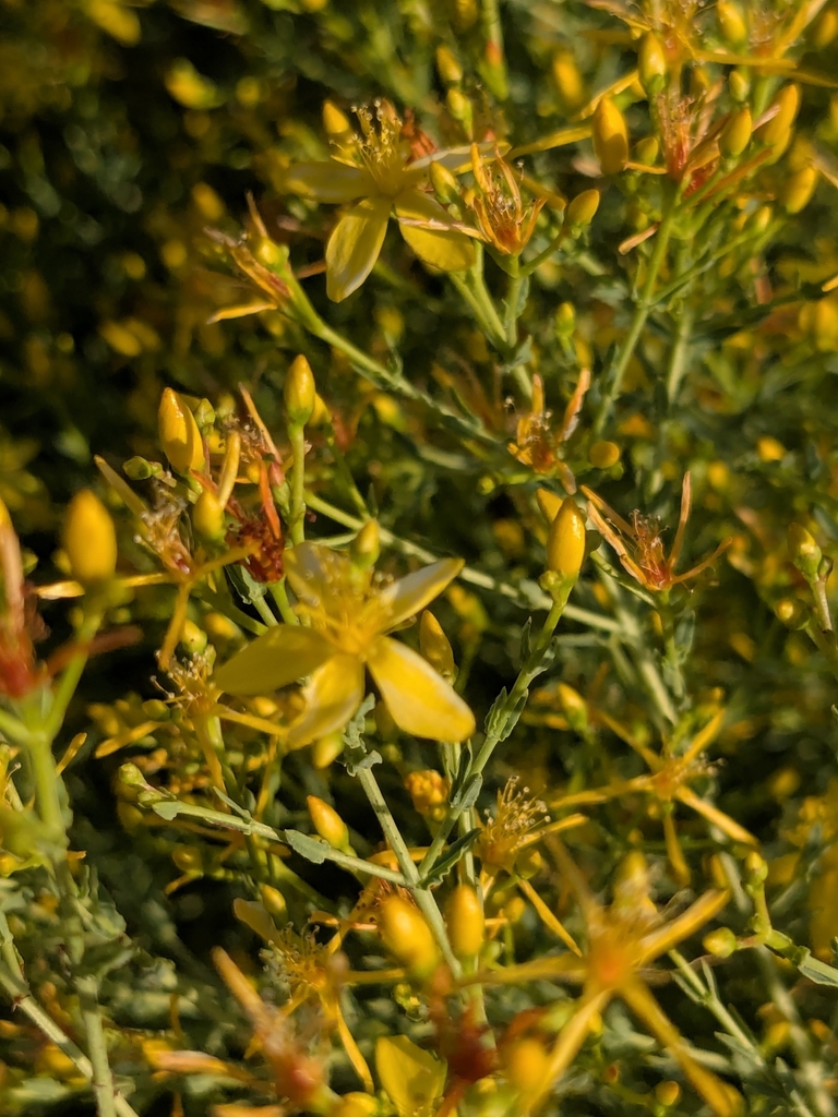 Hypericum triquetrifolium (Hypericum triquetrifolium)