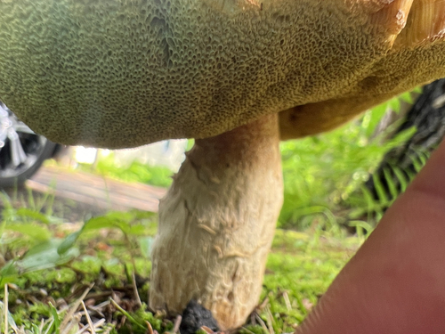 Porcini and Allies