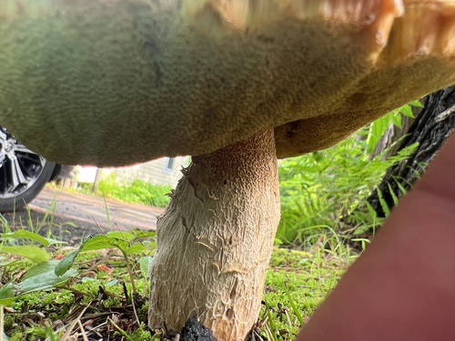 Porcini and Allies