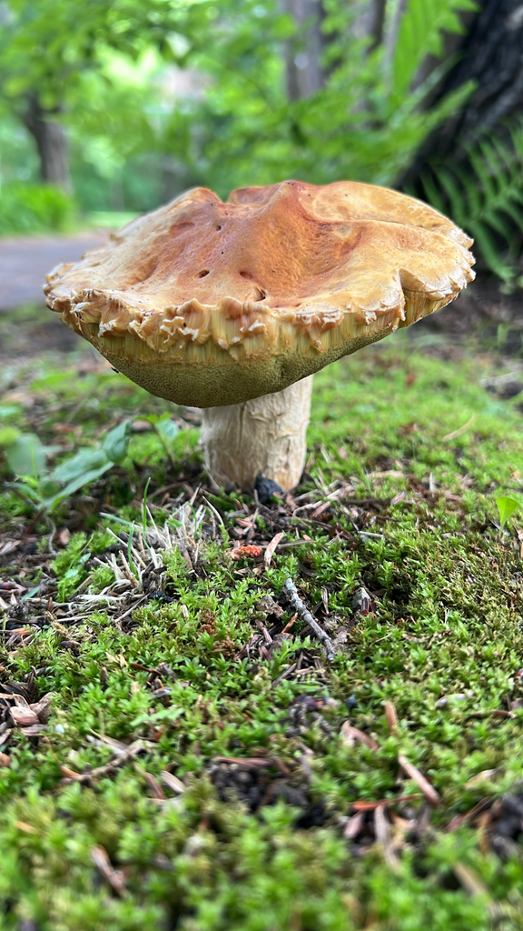 Porcini and Allies