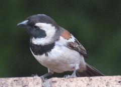 Passer melanurus vicinus