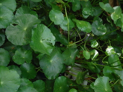 Hydrocotyle