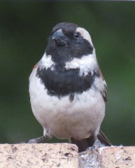 Passer melanurus vicinus