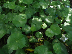 Hydrocotyle