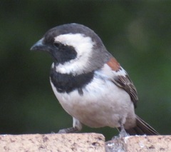 Passer melanurus vicinus