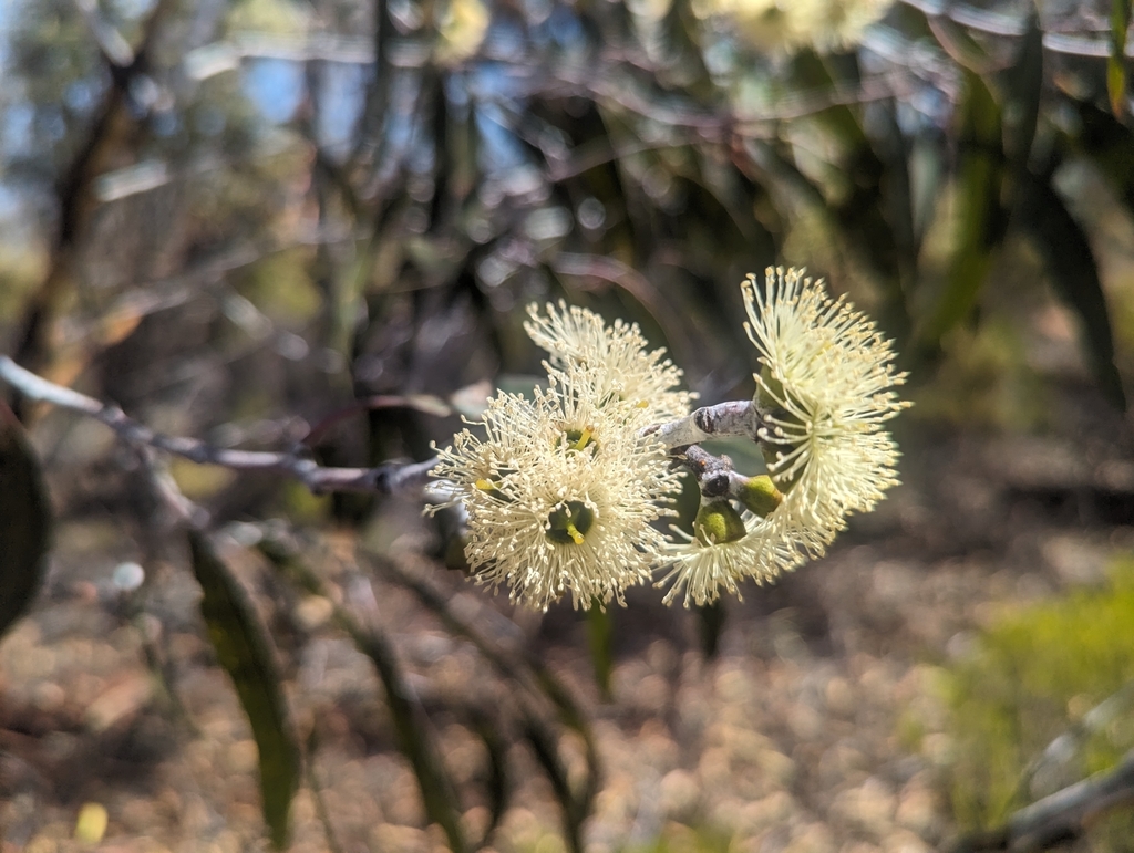Eucalyptus ravida
