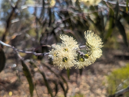 Eucalyptus ravida