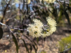 Eucalyptus ravida