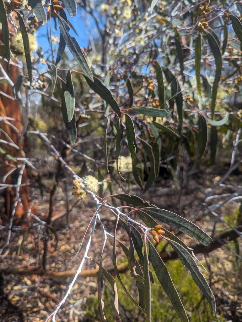 Eucalyptus ravida 2