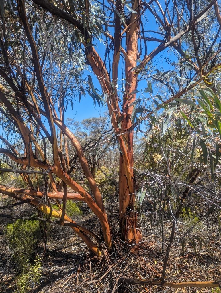 Eucalyptus ravida 3