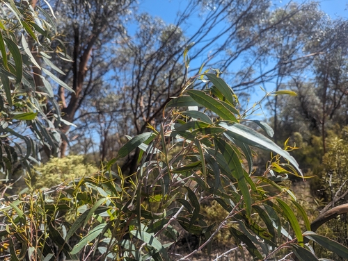 Eucalyptus ravida, photograph 3