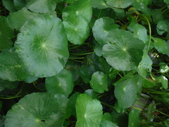 Hydrocotyle