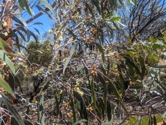 Eucalyptus ravida, photograph (c) Caleb Catto, some rights reserved (CC BY)
