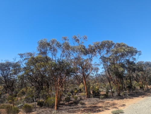 Eucalyptus ravida, photograph 5