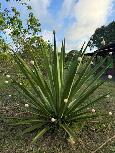 Cuban Hemp (Furcraea hexapetala)