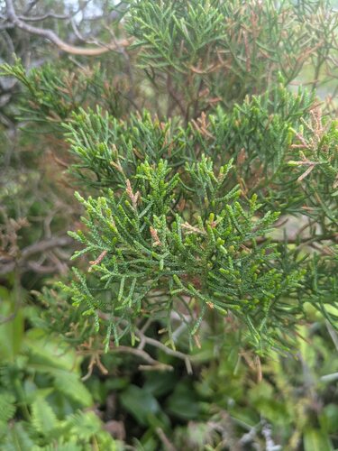 Juniperus observed 2025-06-11