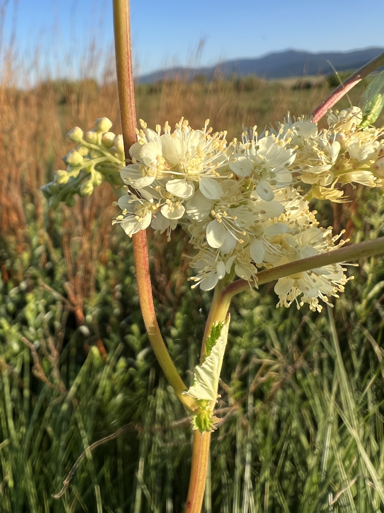 Ulmária (Filipendula ulmaria): origem e usos — foto 3