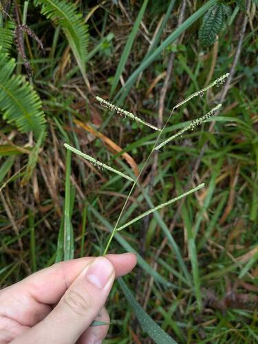 Paspalum scrobiculatum observed 2025-06-11