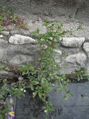 Eclipta prostrata