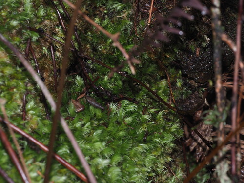 Leucobryum pachyphyllum observed 2025-06-11