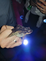 Leptodactylus insularum