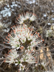 Combretum mossambicense