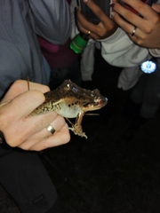 Leptodactylus insularum