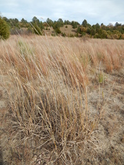 Andropogon hallii