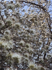 Combretum mossambicense